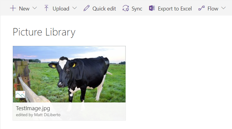 Picture Library SharePoint Cow